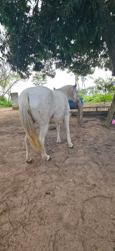 Pônei piquira femia forte a venda