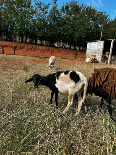Vendo casal de carneiros
