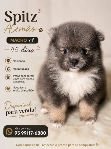 Spitz alemão