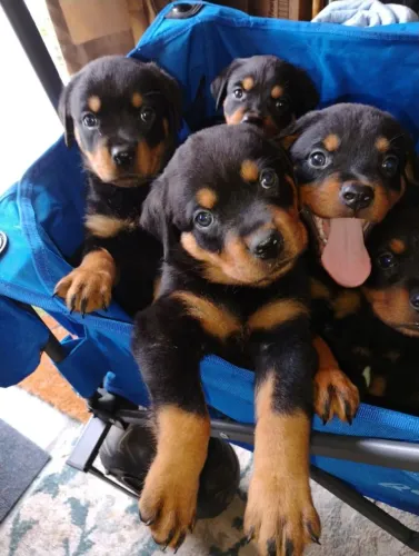 Rottweiler Viva dias mais felizes com um cachorro