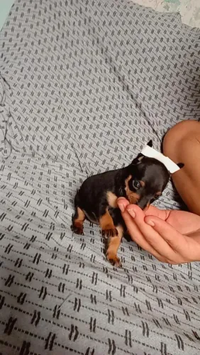 Pinscher fêmea minúscula