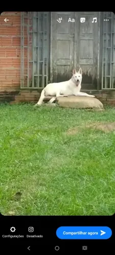 Vendo casal de cães raça pastor suico