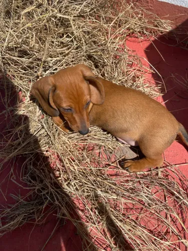 Filhote Macho Salsicha Pedigree