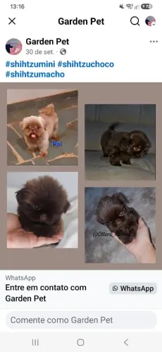 Shih tzu mini chocolate tri macho
