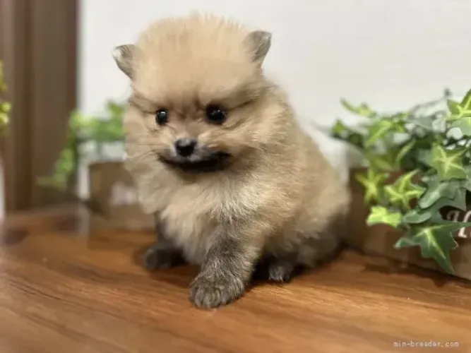 Filhotes carinhoso e lindo Spitz Alemão/ Lulu da Pomerânia/ anão/ anãozinho