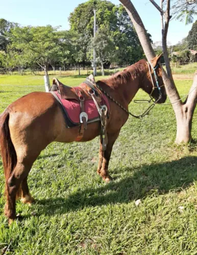 Cavalo marcha picada genuína 