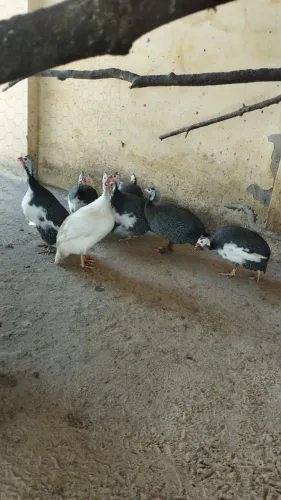 Animais agropecuária 