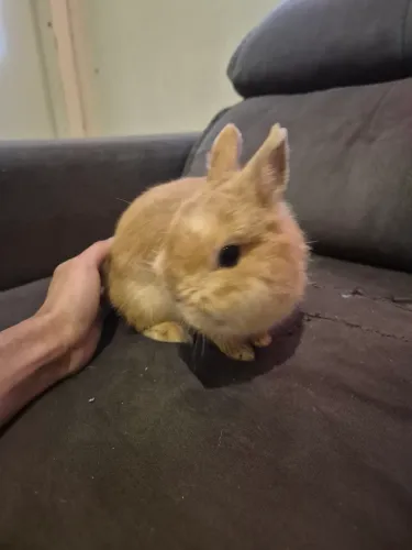 Vende-se coelho mini anão netherland padrão show com cercado grande e todas coisinhas dele