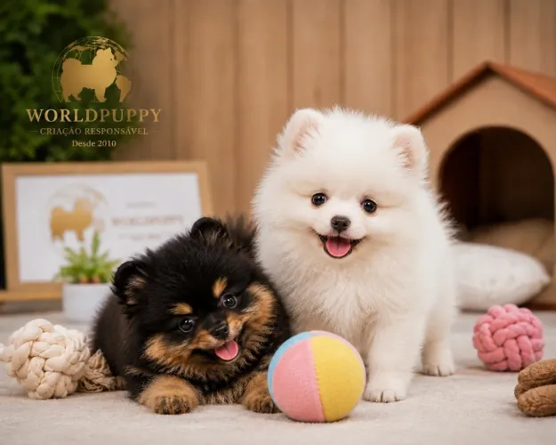 Lulu da Pomerania Macho Anão