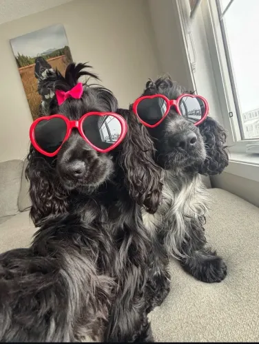 Babá de pet.