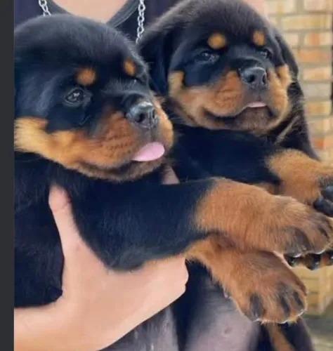 Rottweiler filhote macho linhagem alemã
