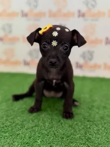 pinscher com chihuahua