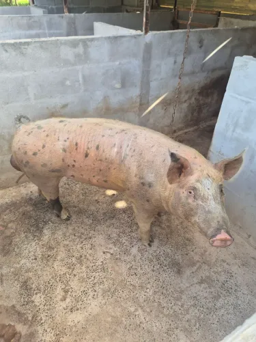 Porco Barrão (Pieitrain/Duroc)