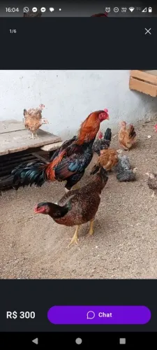 Galinha