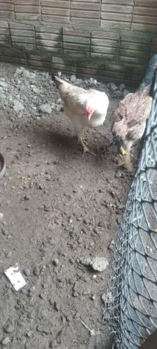 Galinha de raça 