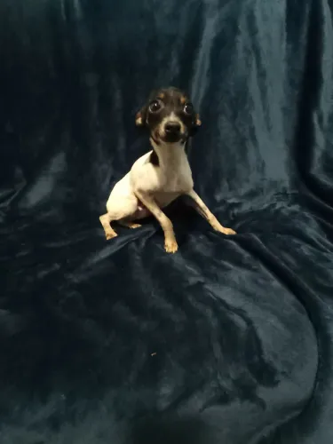 Pinscher macho número 01 com 8 mês não crese mais com todas as vacinas