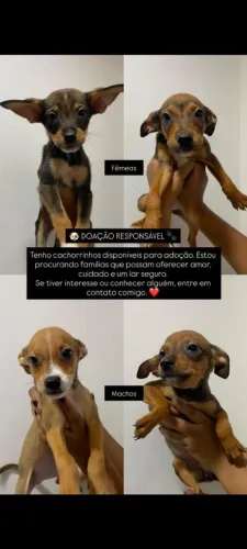 Cães para doação responsável.