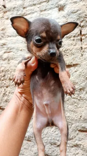 Cachorro pincher 