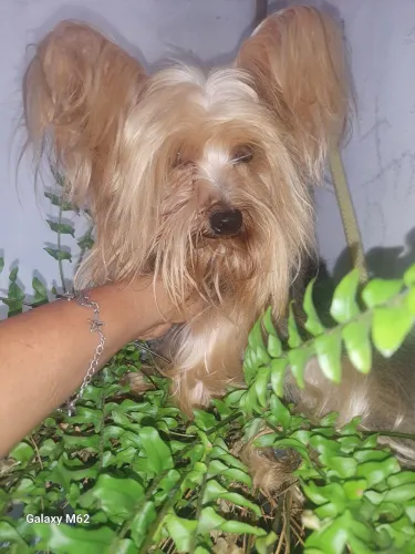 Yorkshire Terrier mini machinhos 10 dias ,disponível para reserva