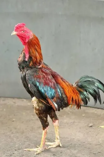 Pintos carioca com índio gigante