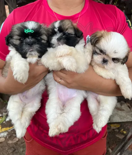 Filhotes Shih Tzu
