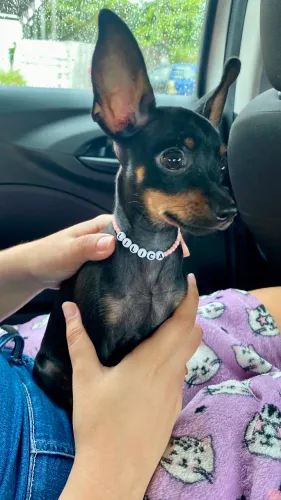 Pinscher fêmea 3 meses vacinada bem miudinha