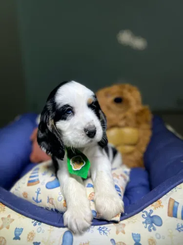 COCKER SPANIEL