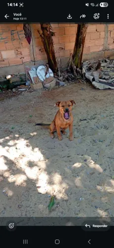 Cachorro