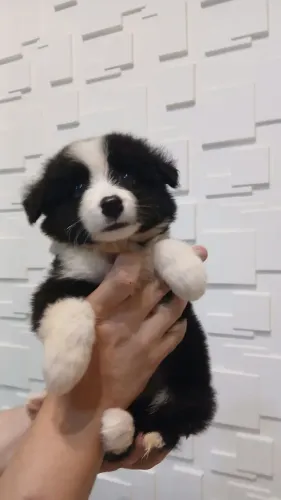 Lindos Filhotes de Border Collie disponíveis 