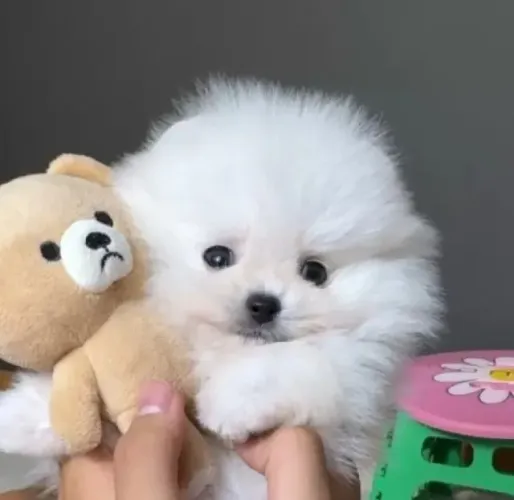 Neném spitz alemão/lulu da pomerânia com contrato e linhagem selecionada