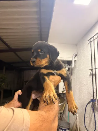 Rottweiler