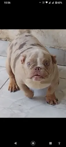 Disponível para Cobertura/ Cruzamento/ Inseminação Artificial