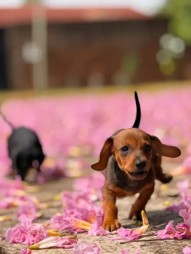 Cofap Basset Dachshund salsicha 