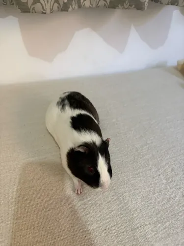 Porquinho da índia 