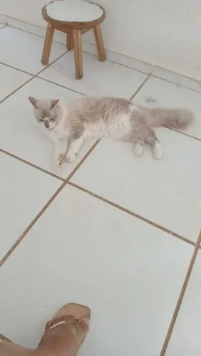 Animais de estimação