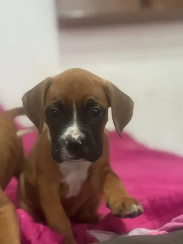 Boxer Macho e Fêmea | Fale conosco no whatsApp