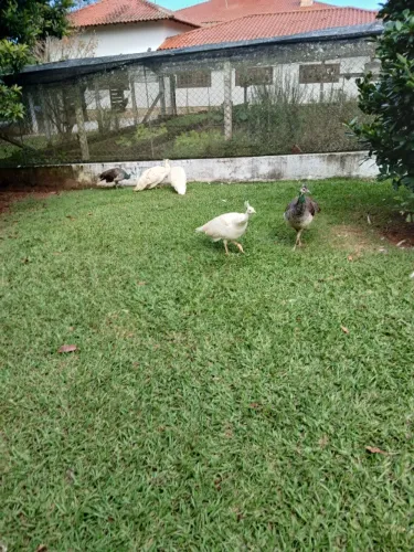 2 fêmea galinhas brancas 1000 reais. 