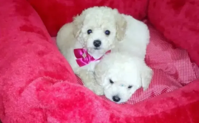 Cachorro poodle toy legítimos oferta do dia especial