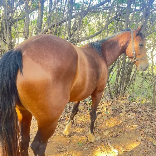Egua QM / Cavalo