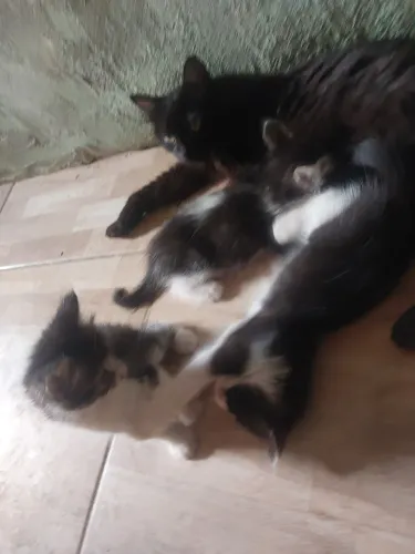 Gato de raça peludo