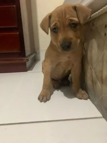 Doa -se cachorro macho