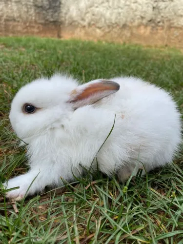 Coelhinho
