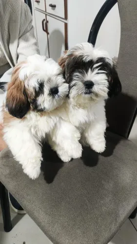 Vendo Filhotes Lhasa Macho