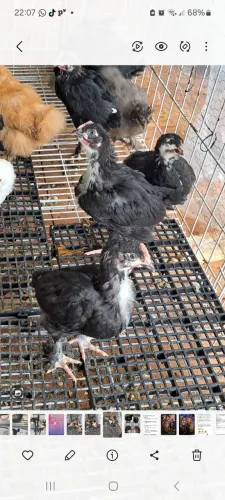 Pintinhos marans