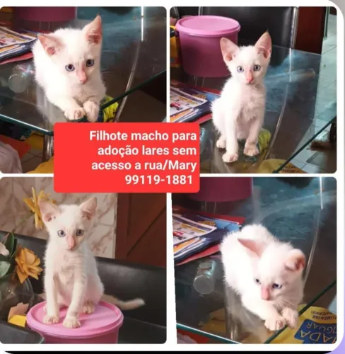 Adoção urgente