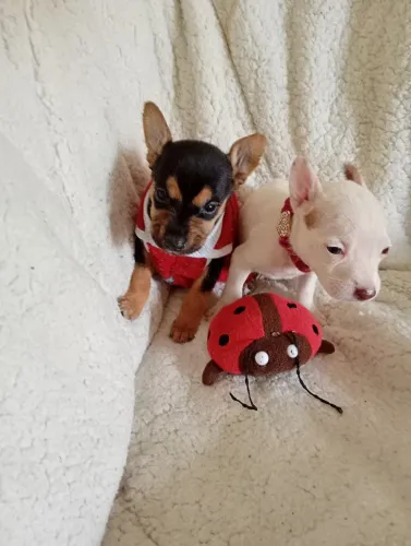 Pinscher N00 fêmea branca linda promoção