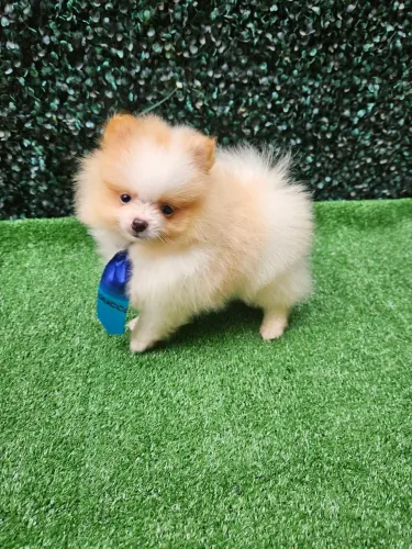 Lulu da Pomerania anão Original 