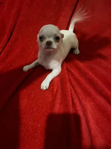 Chihuhaua