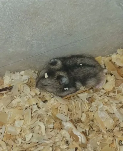 Hamster anão russo