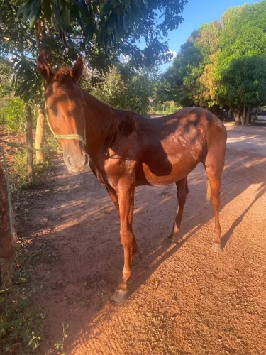 Cavalo quarto de milho